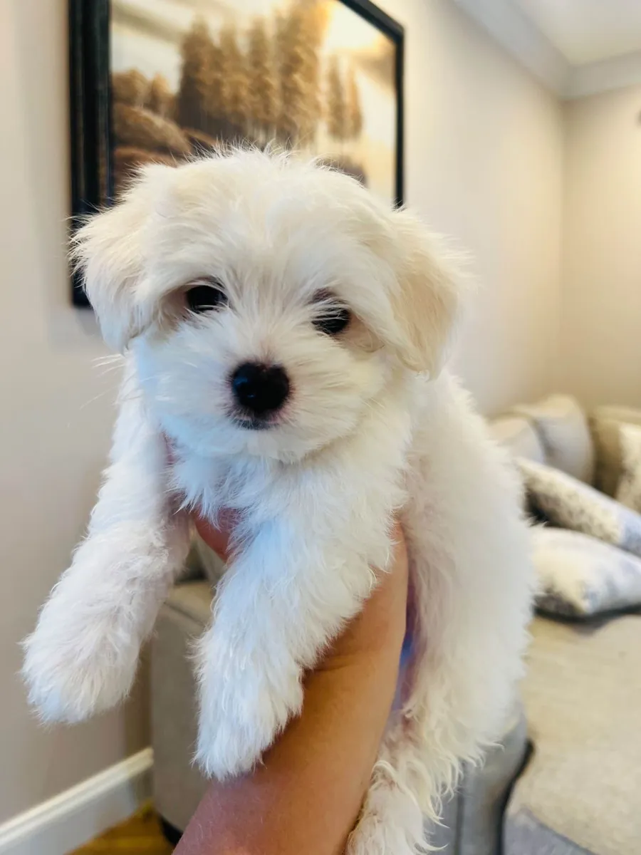 adorable petit chiot maltais