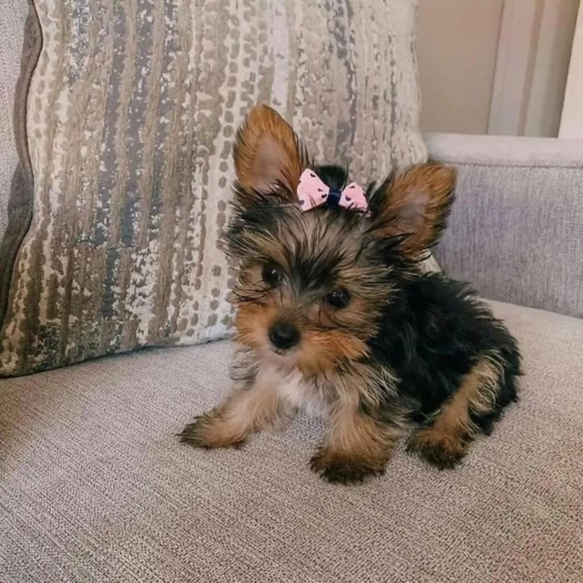 可爱的约克夏幼犬❤️
