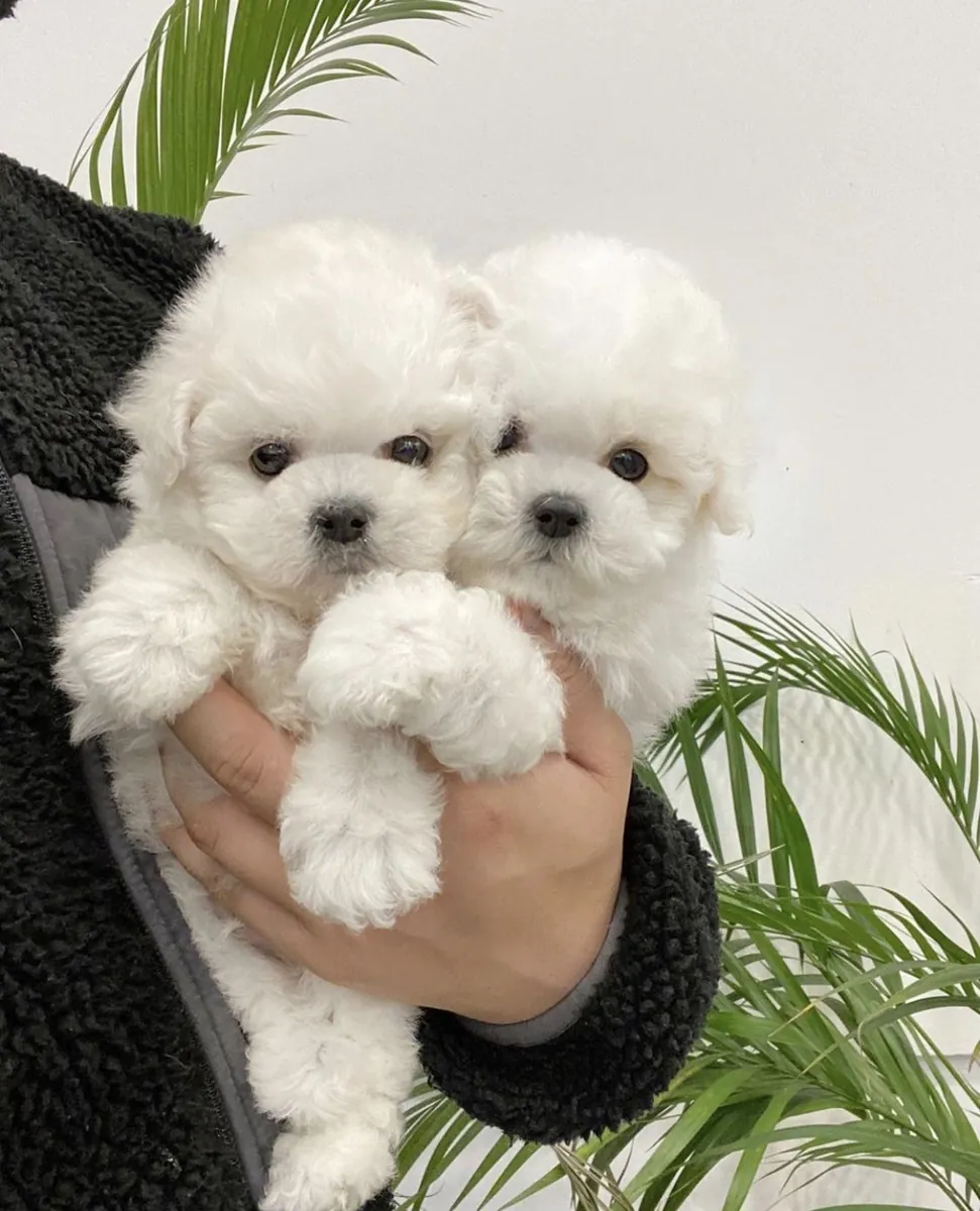cute 🥰 maltese puppies 🐶 