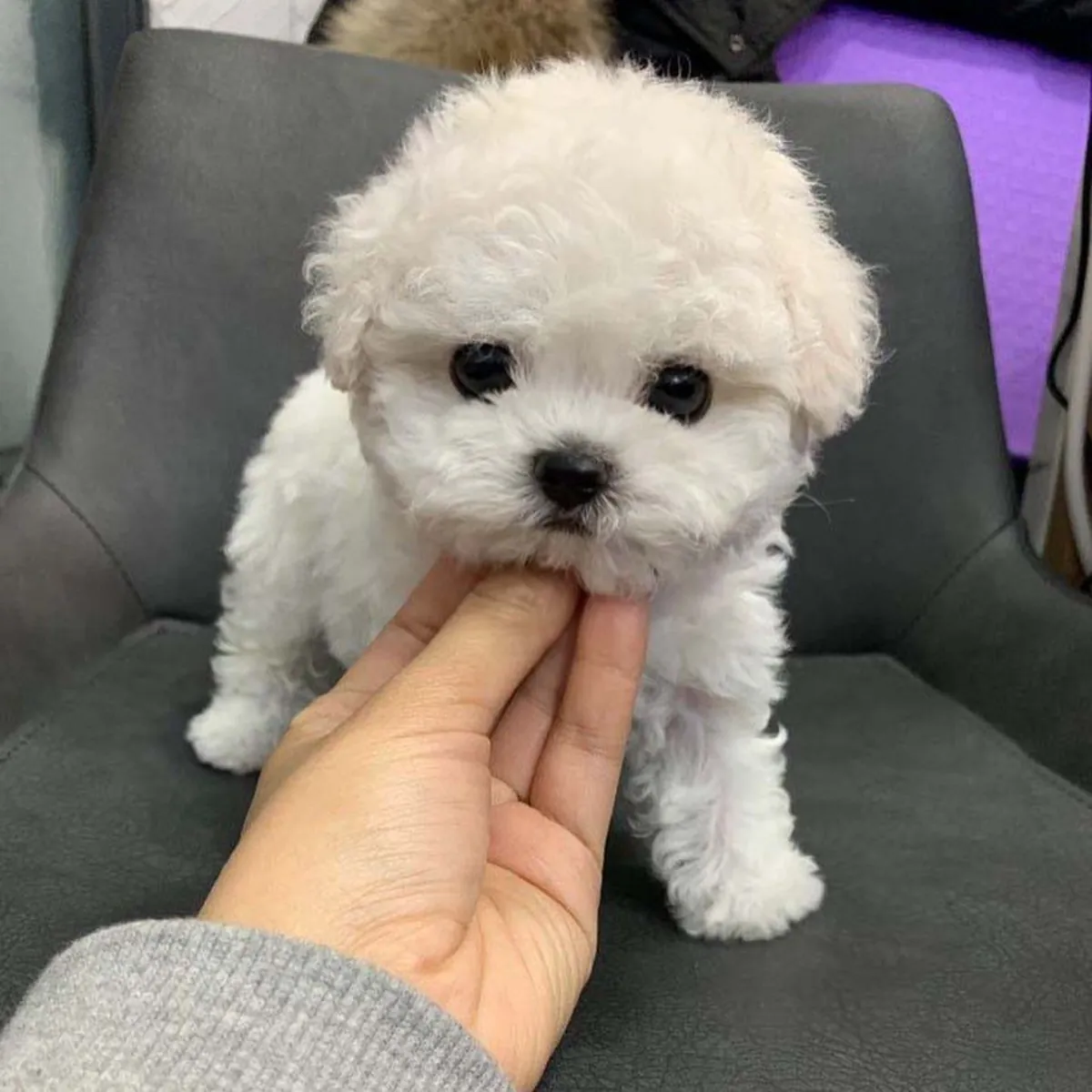 cute 🥰 maltese puppies 🐶 