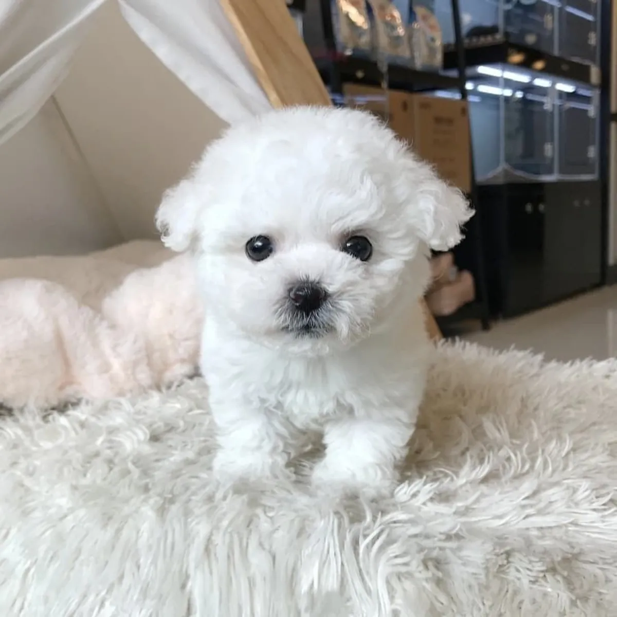 cute 🥰 maltese puppies 🐶 