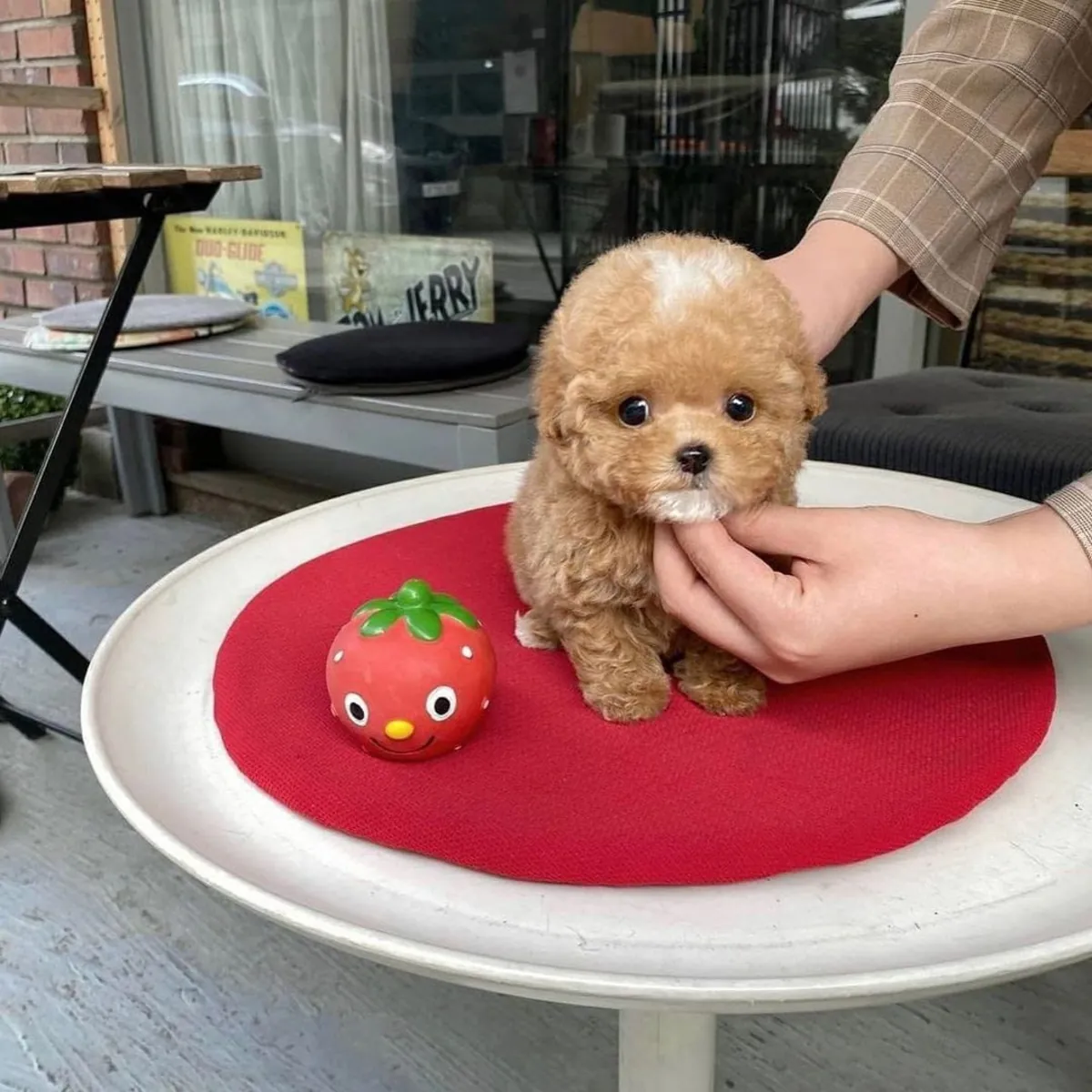 cute 🥰 maltipoo