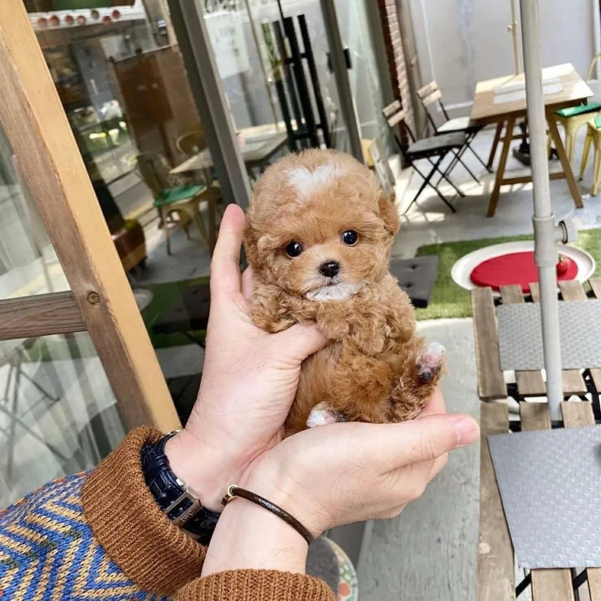 cute 🥰 maltipoo