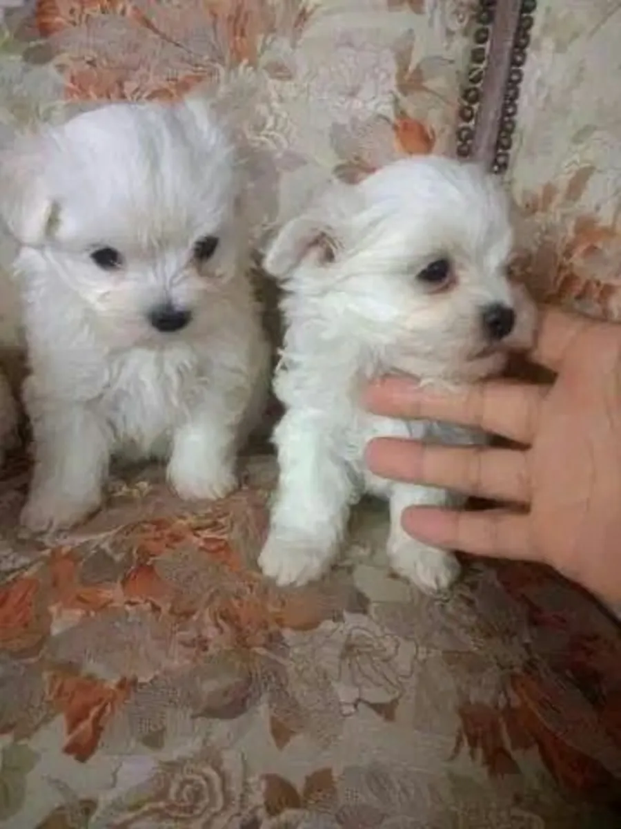 Hermoso 😍 yorkie