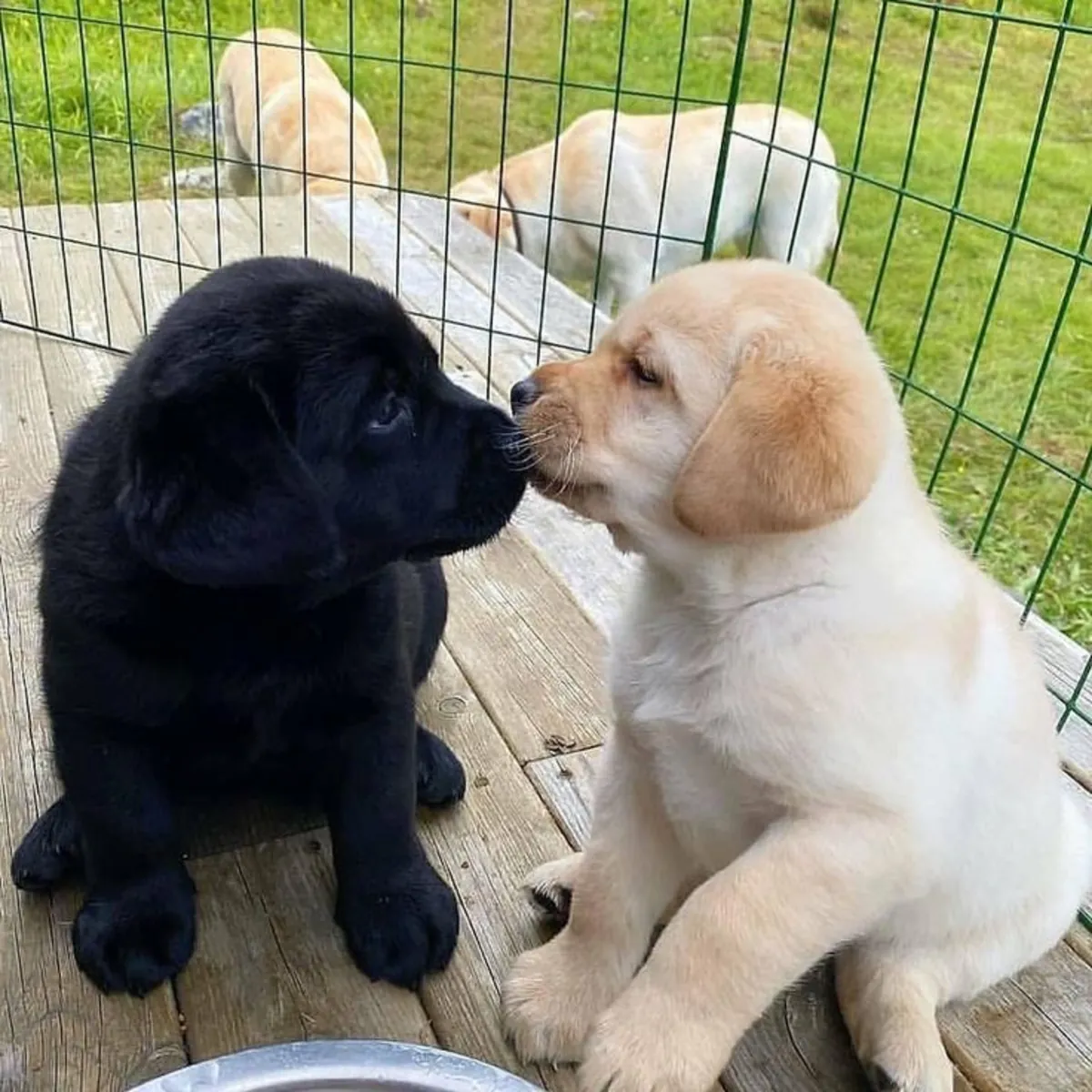 Lindo labrador retriever🐶❤️