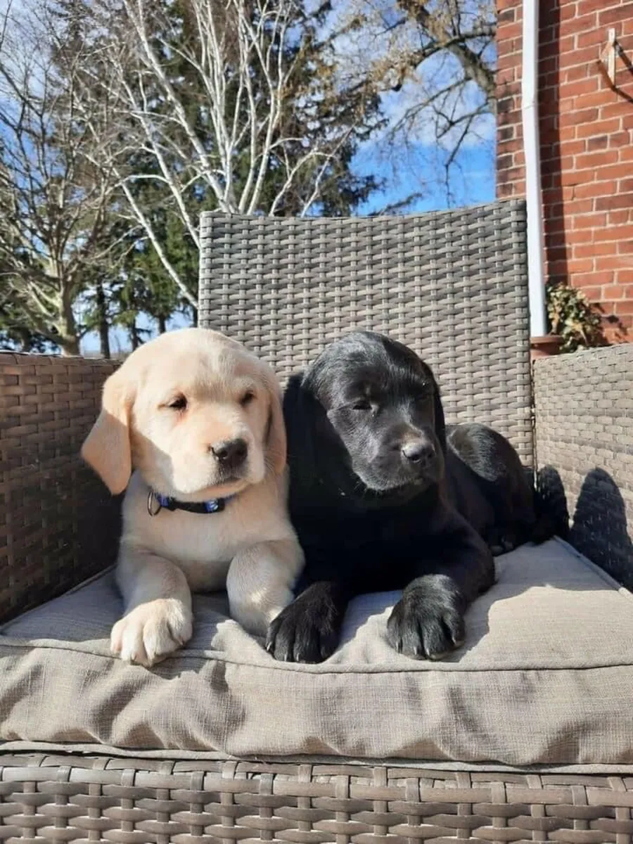 Lindo labrador retriever🐶❤️