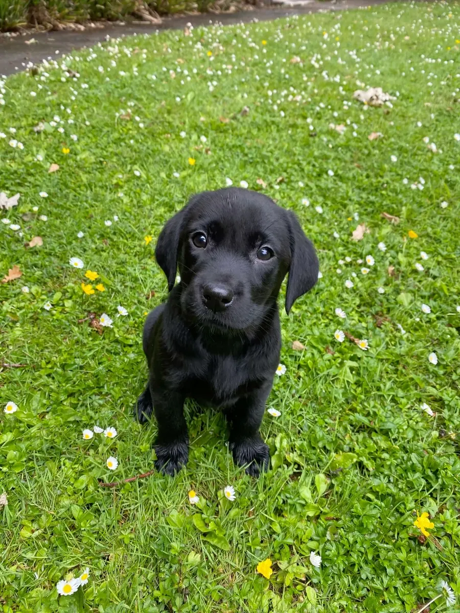 Lindo labrador retriever🐶❤️