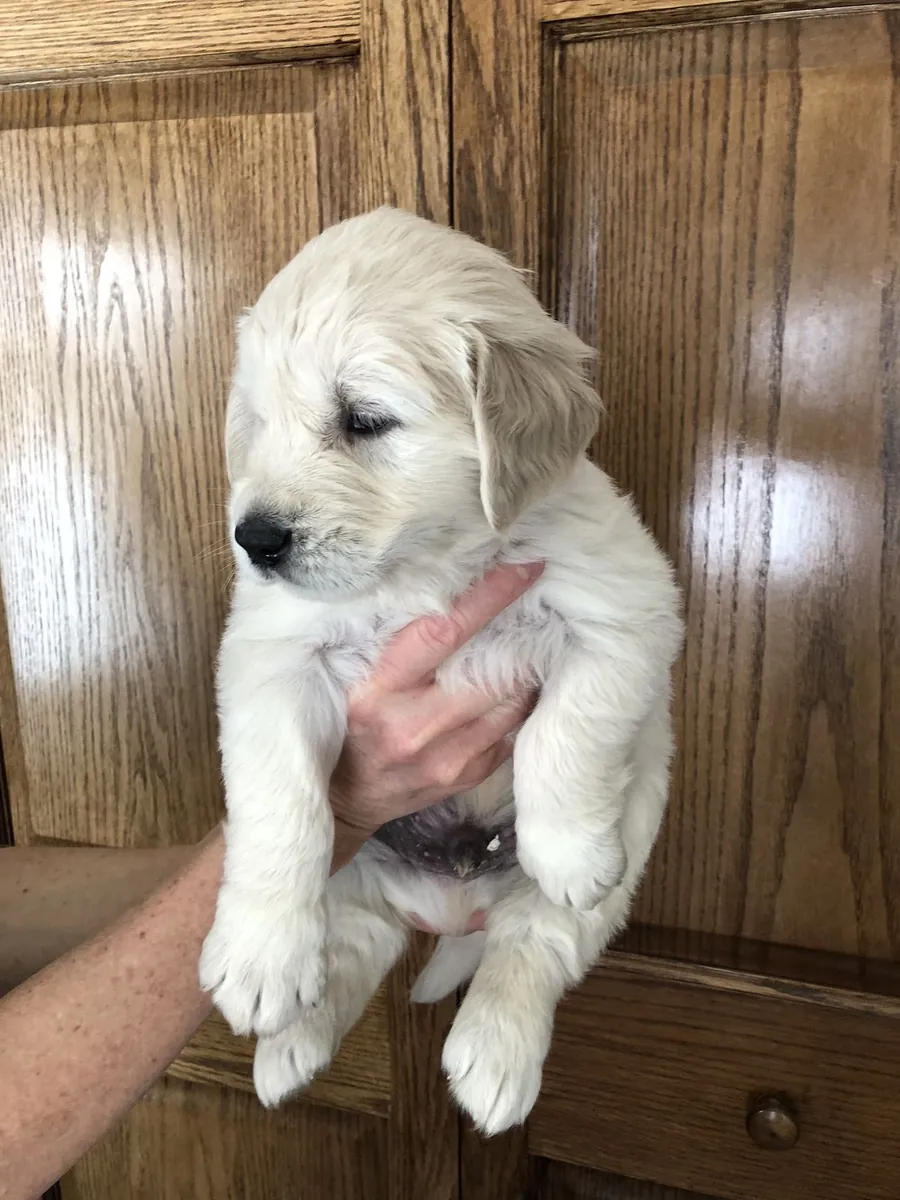 adorable chiot golden retriever
