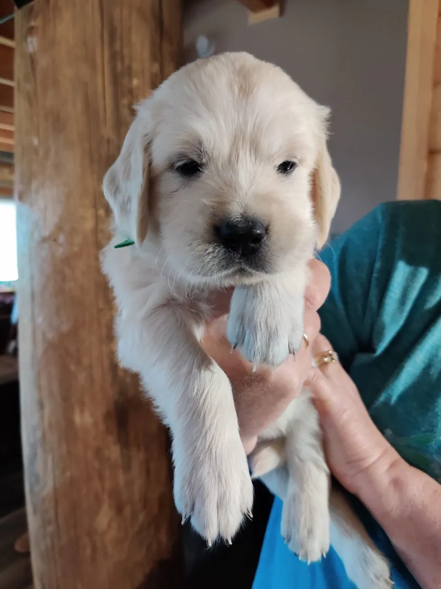adorable chiot golden retriever