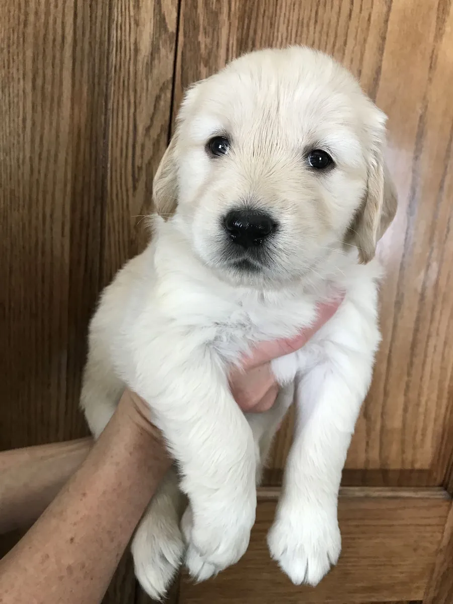 adorable chiot golden retriever