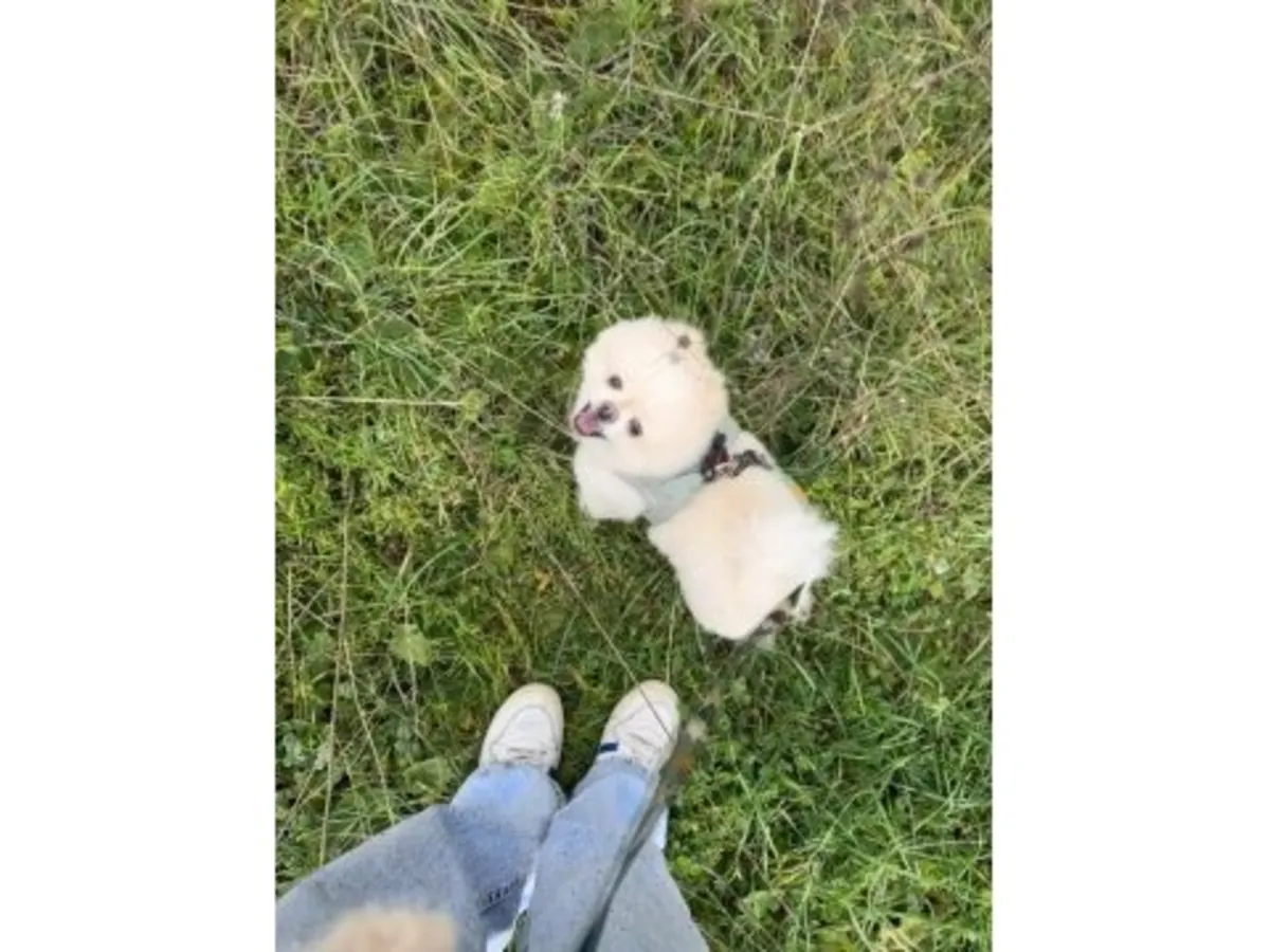Захватывающий дух белоснежный щенок померанского шпица — пушистый ледяной мишка!