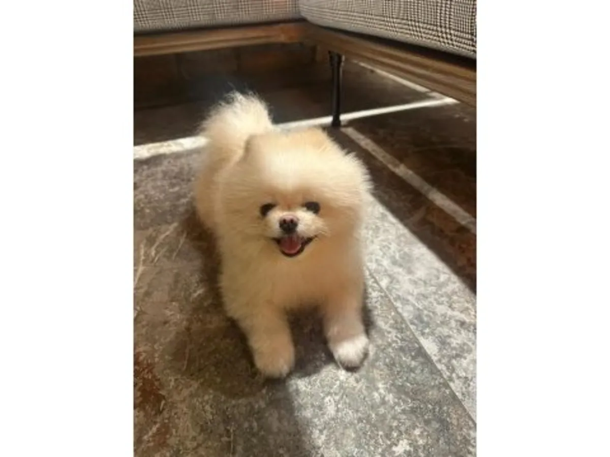 Захватывающий дух белоснежный щенок померанского шпица — пушистый ледяной мишка!