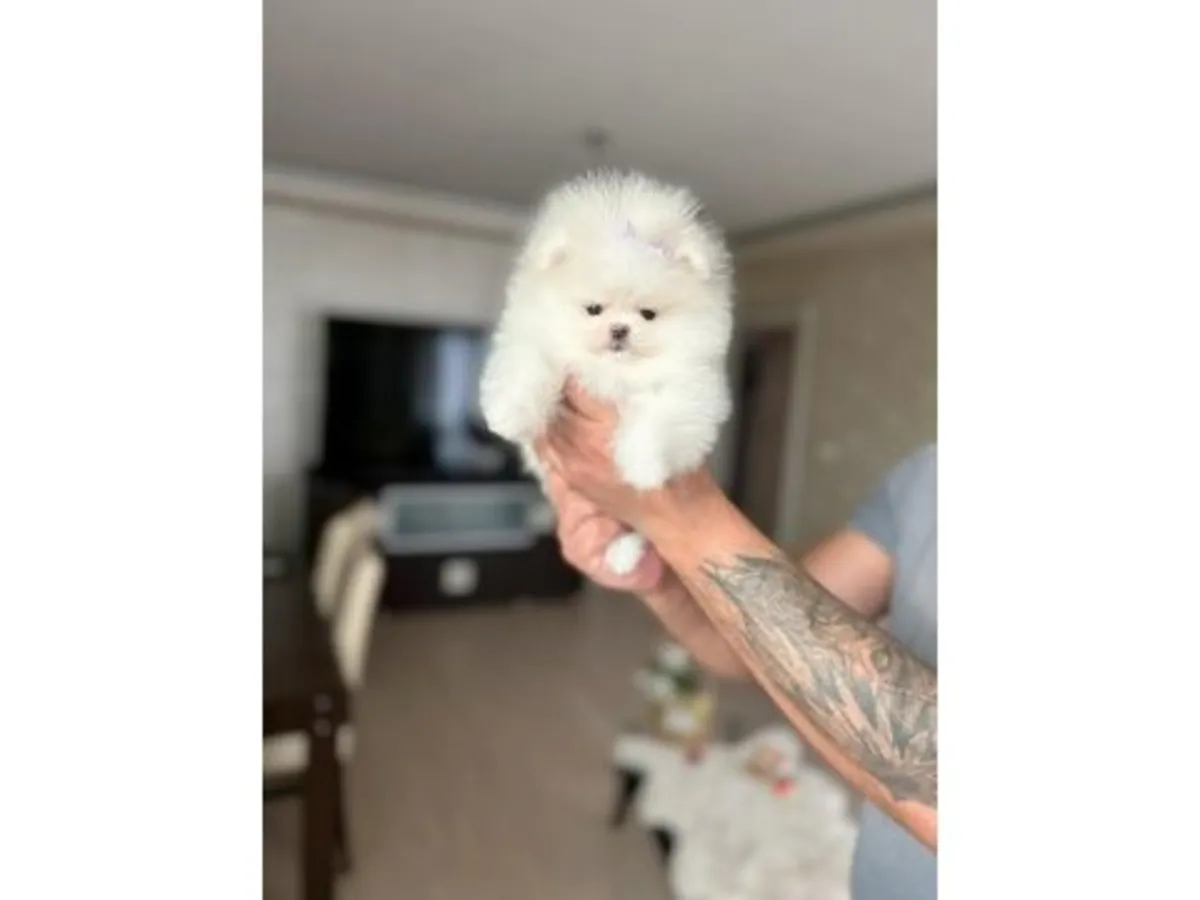 Нежная белоснежная девочка-померанский шпиц - отдана в любящие семьи навсегда.