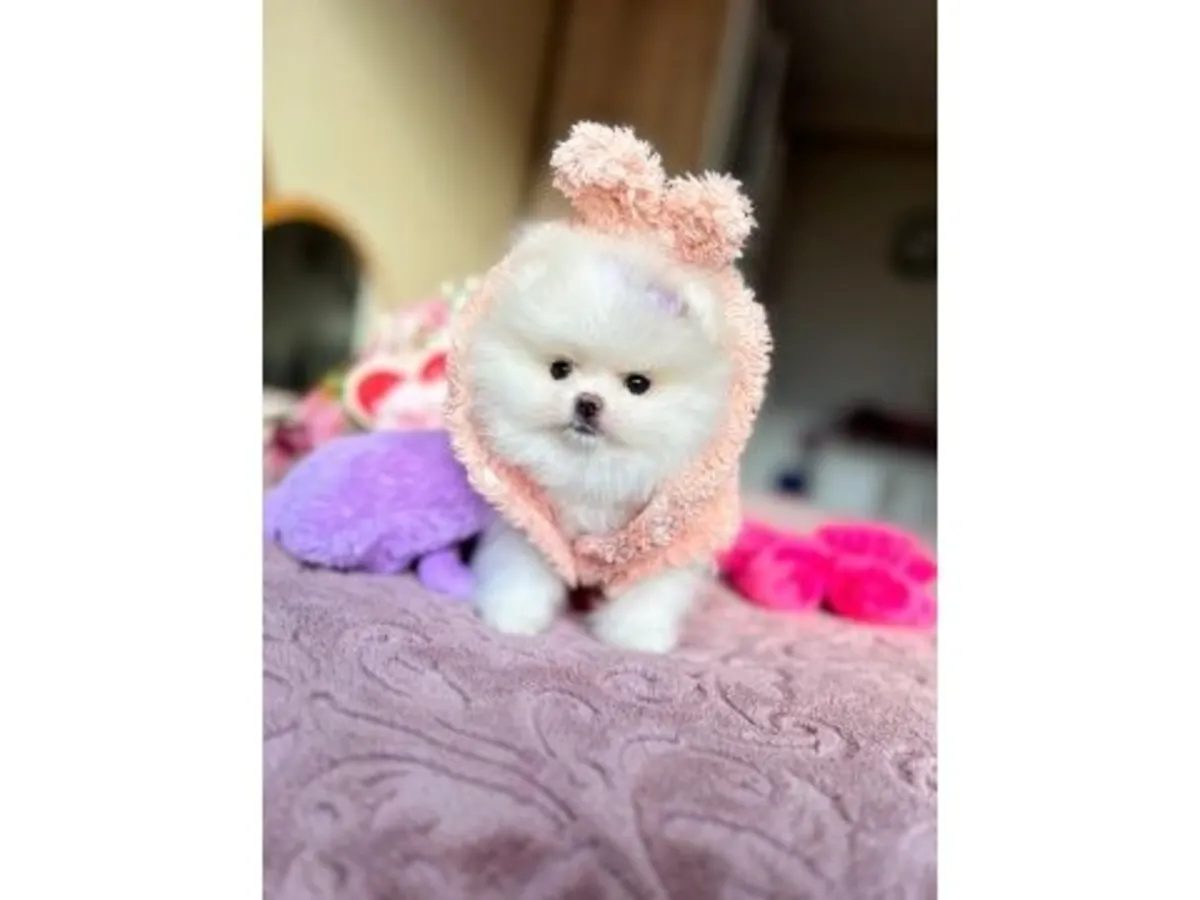 Нежная белоснежная девочка-померанский шпиц - отдана в любящие семьи навсегда.