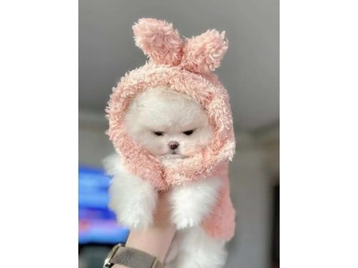 Нежная белоснежная девочка-померанский шпиц - отдана в любящие семьи навсегда.