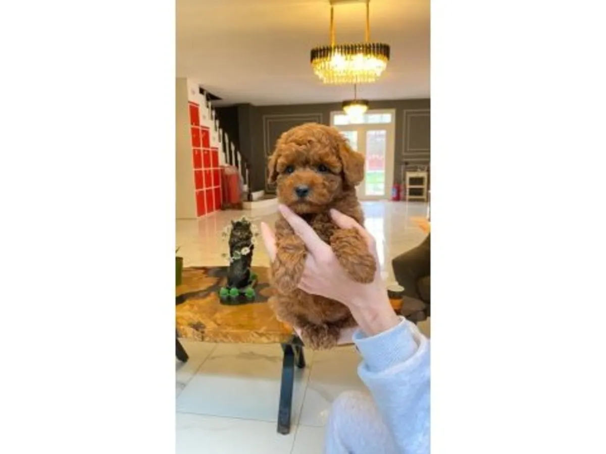 Очаровательный мальчик породы той-пудель темно-коричневого цвета - 100% гипоаллергенный.