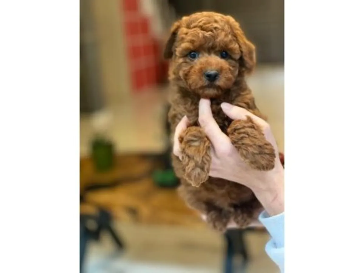 Очаровательный мальчик породы той-пудель темно-коричневого цвета - 100% гипоаллергенный.