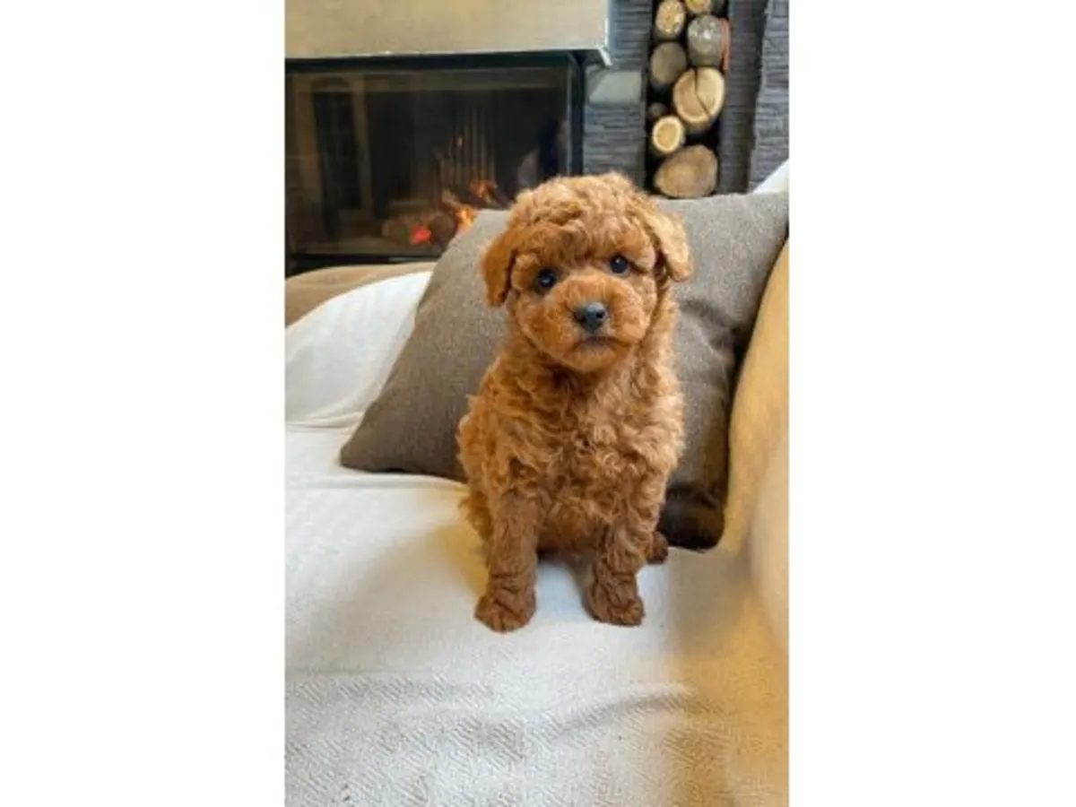 Adorable femelle caniche marron chocolat - Adoption gratuite pour une famille aimante