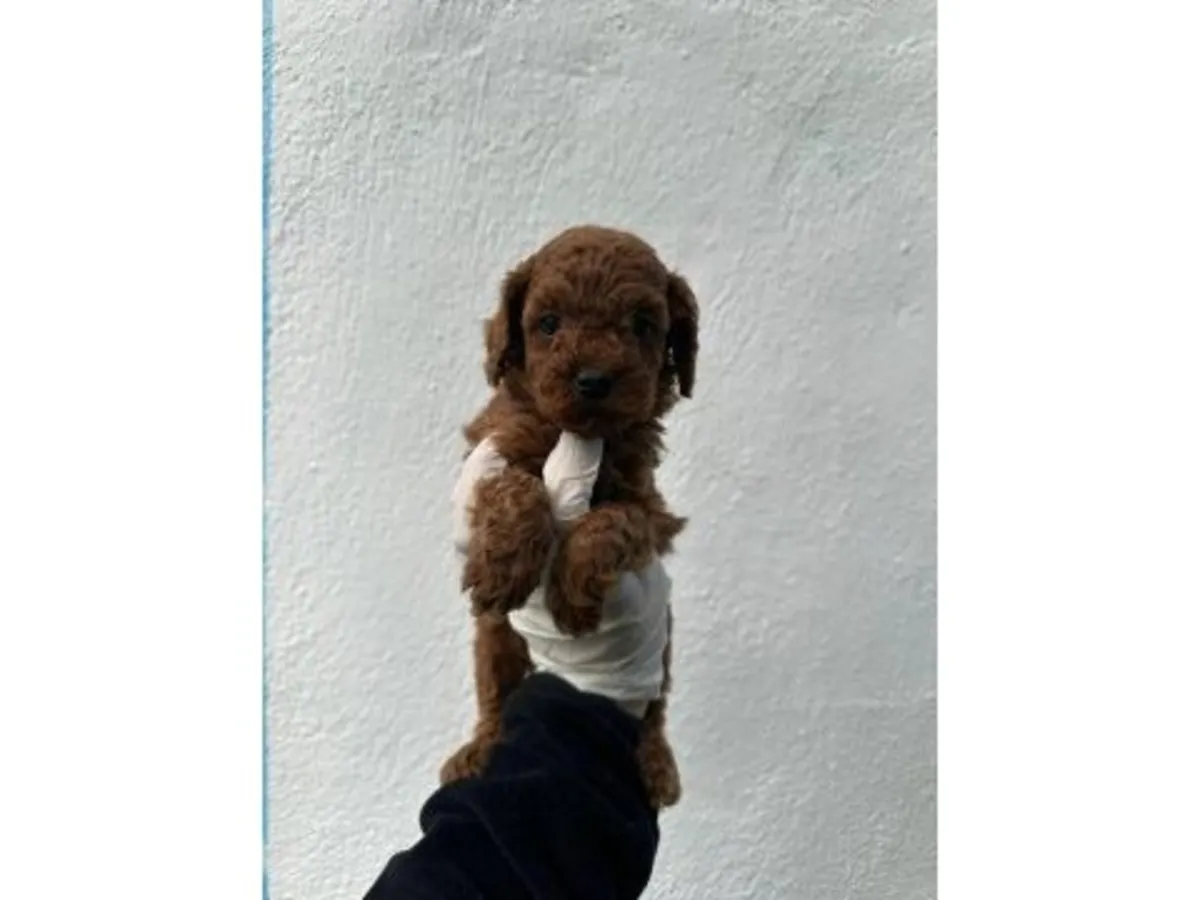 Верный темно-коричневый пудель ищет диванчик, чтобы на нем понежиться (бесплатно).