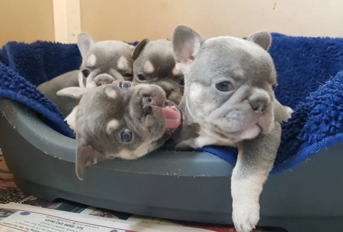Dos cachorros de bulldog francés color leonado rojizo buscan hogar.