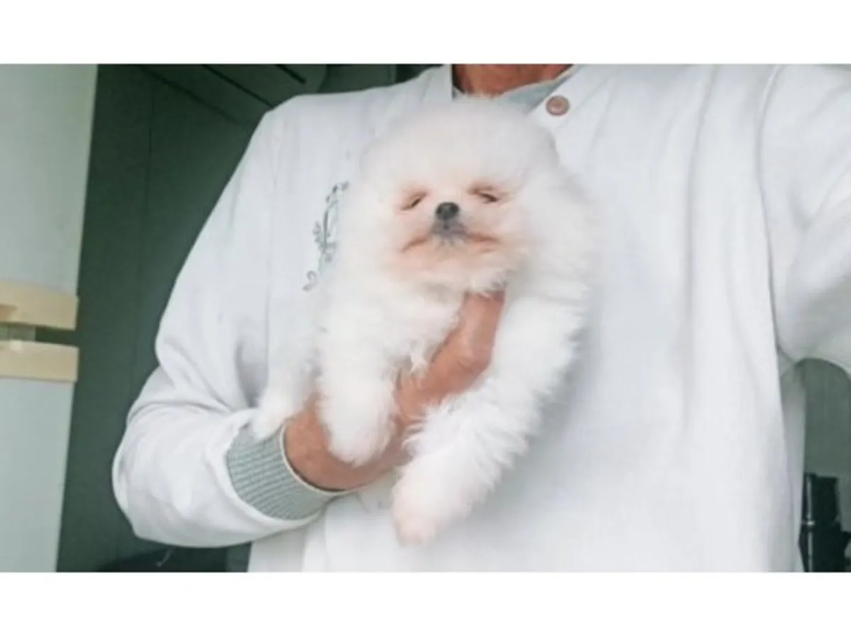 Poméranien blanc mâle élevé en milieu familial