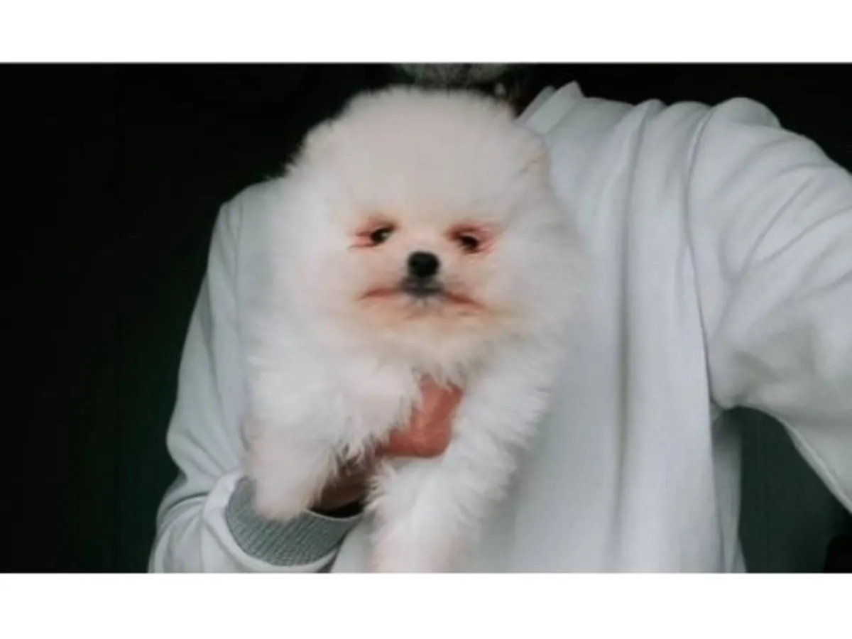 Poméranien blanc mâle élevé en milieu familial