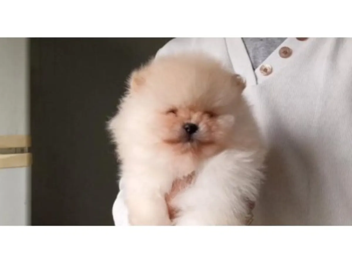 Белая взрослая самка померанского шпица ищет спокойный дом.