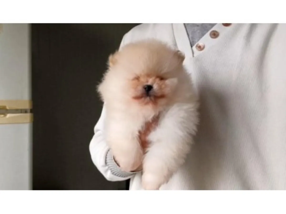 Белая взрослая самка померанского шпица ищет спокойный дом.