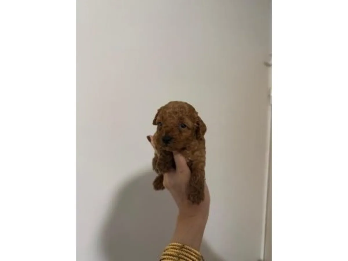 Caniche nain mâle marron élevé avec des interactions quotidiennes