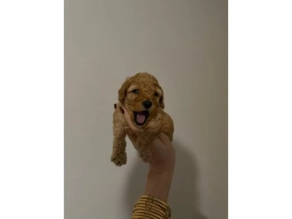 Caniche nain mâle marron élevé avec des interactions quotidiennes