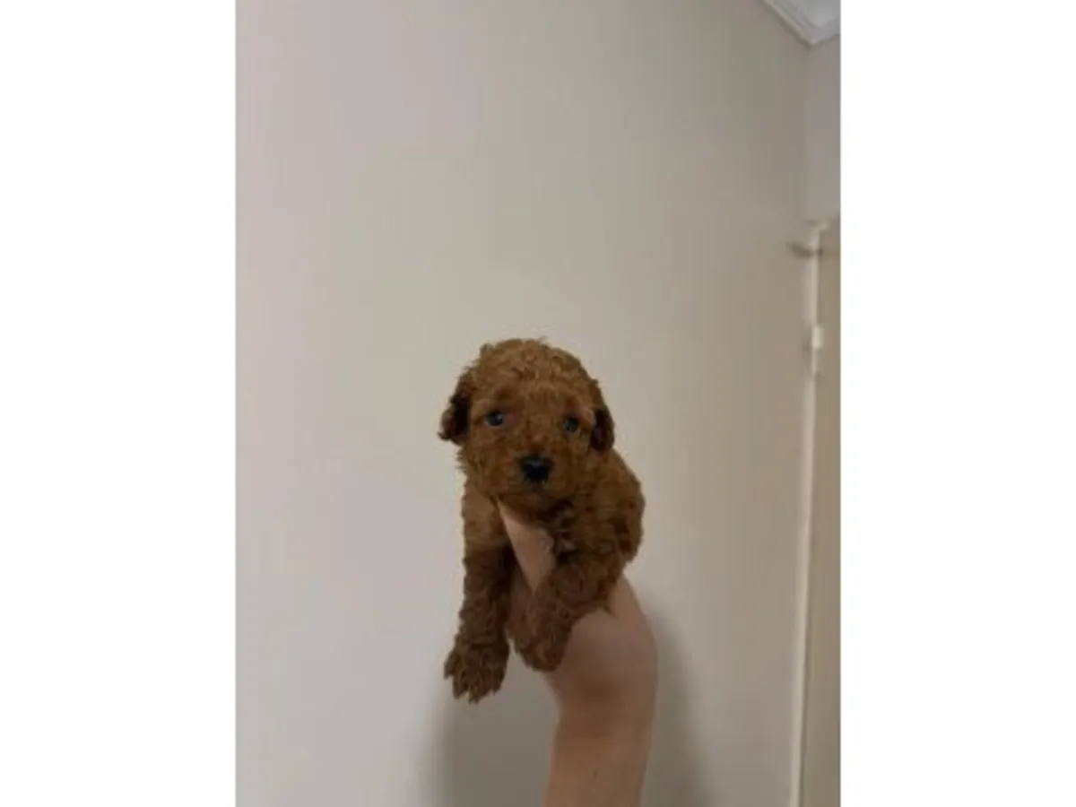 Caniche nain mâle marron élevé avec des interactions quotidiennes