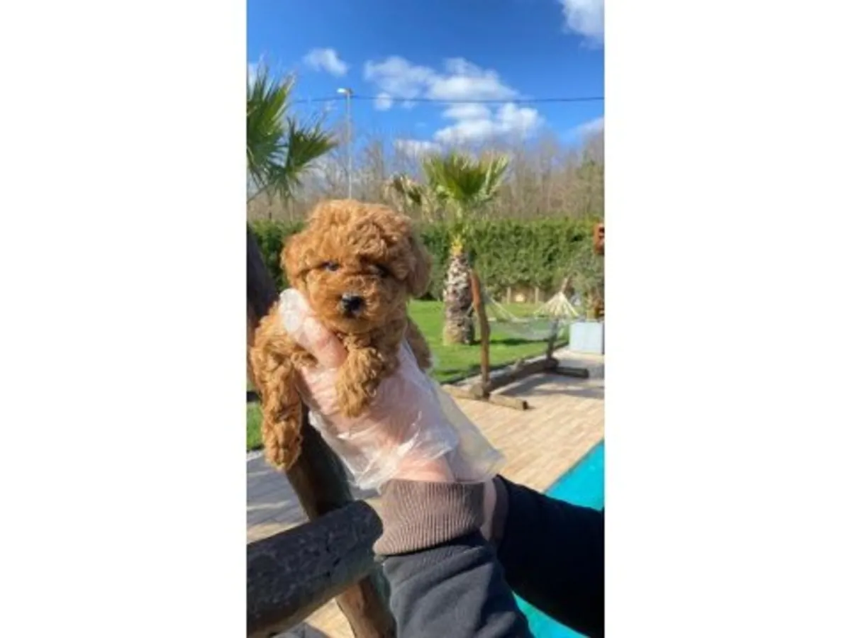 Спокойная коричневая самка пуделя ищет новый дом.