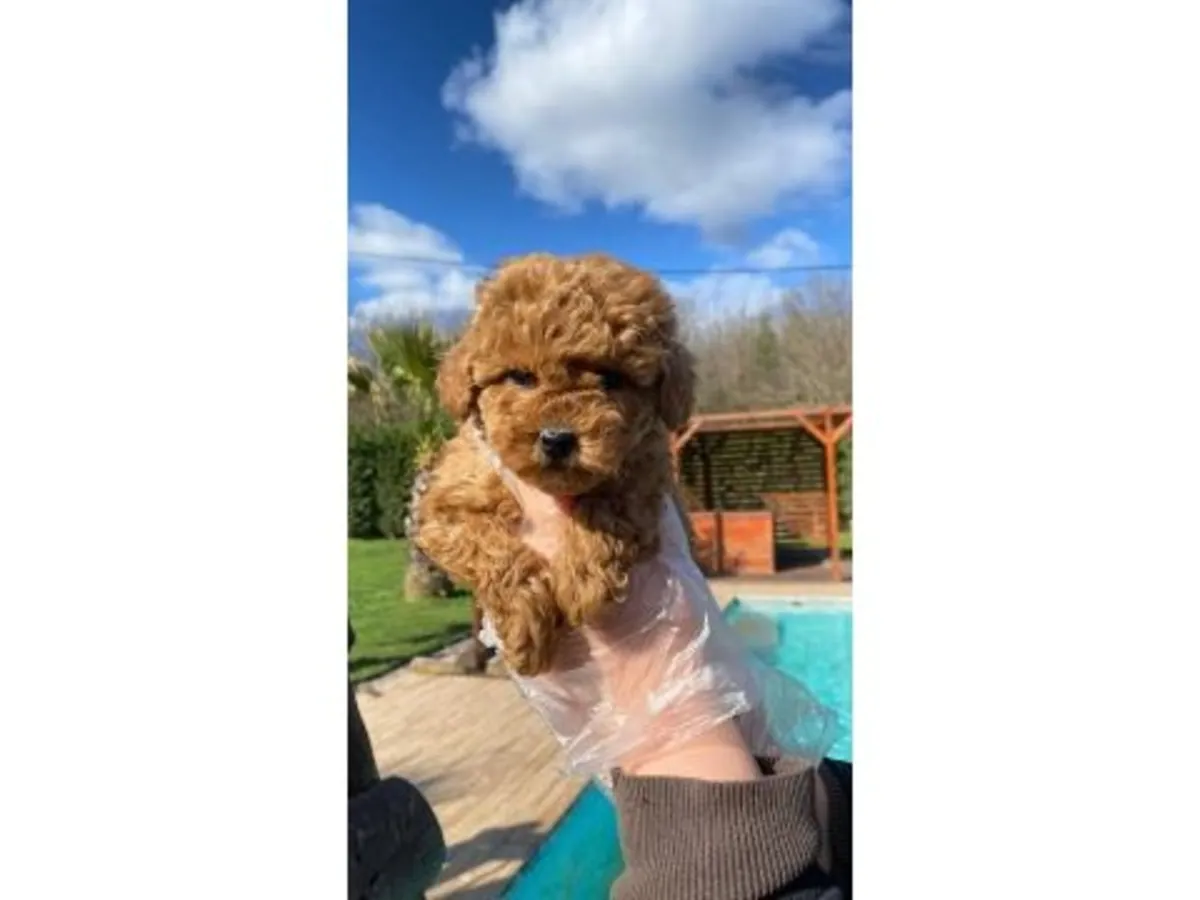 Спокойная коричневая самка пуделя ищет новый дом.