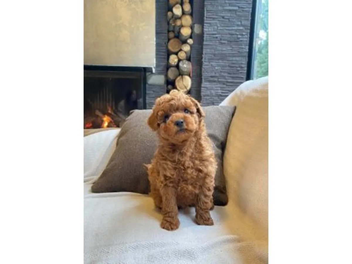 Caniche mâle marron amical cherche une nouvelle famille