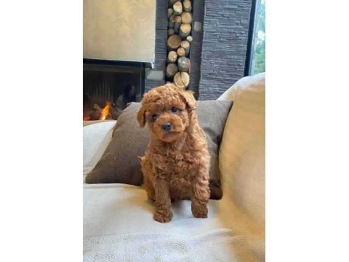 Caniche mâle marron amical cherche une nouvelle famille