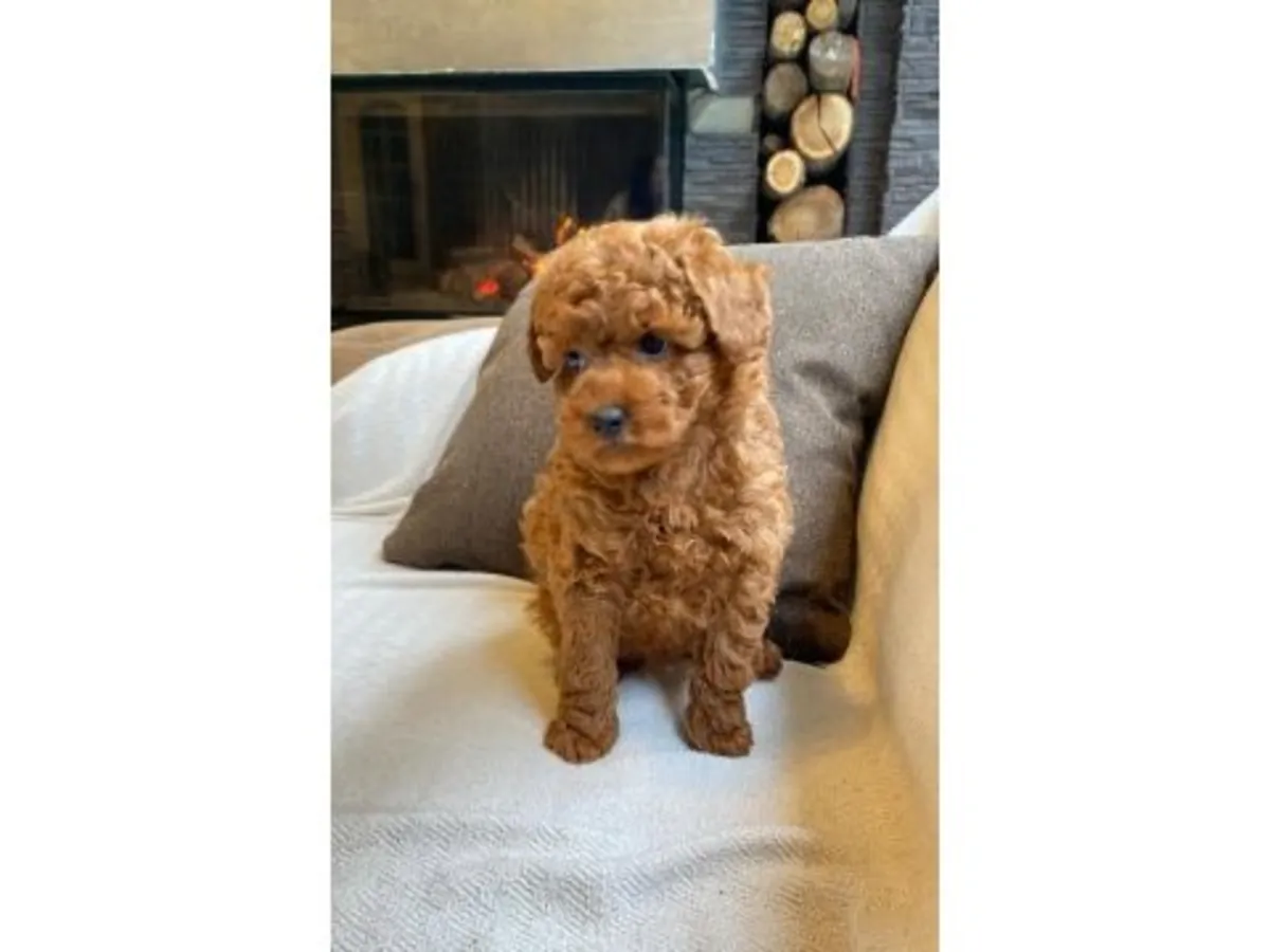 Caniche mâle marron amical cherche une nouvelle famille