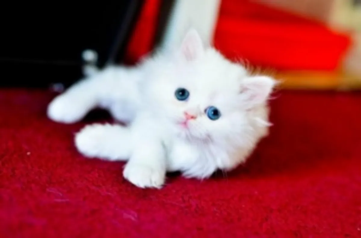 Adorable chaton persan