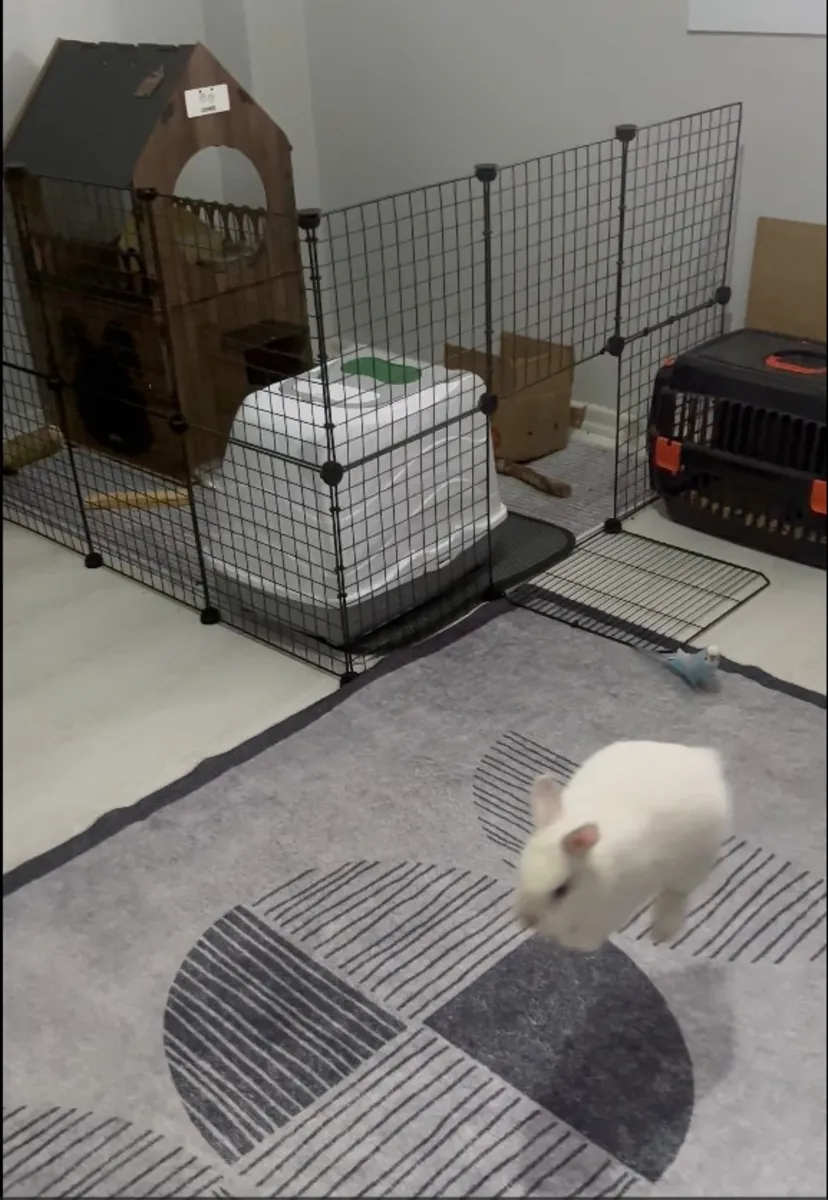 荷兰侏儒兔，1岁以上，附带所有配件