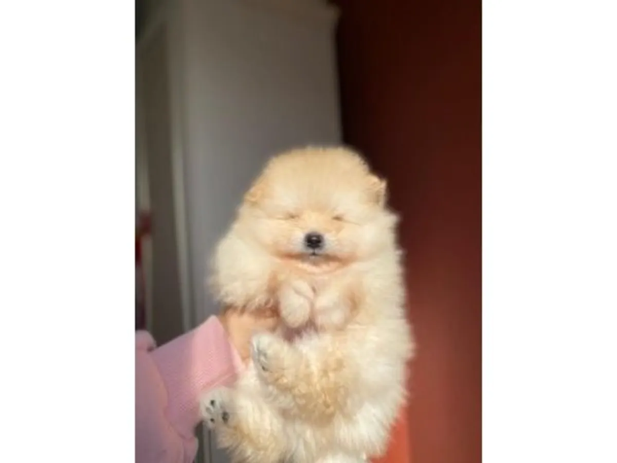 Jeune Pomeranian blanc élevé à la maison