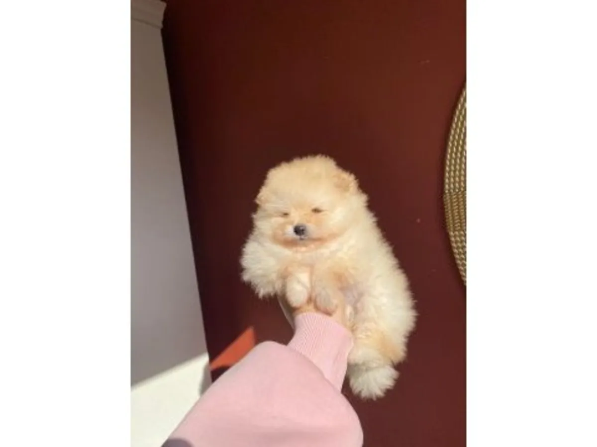 Jeune Pomeranian blanc élevé à la maison