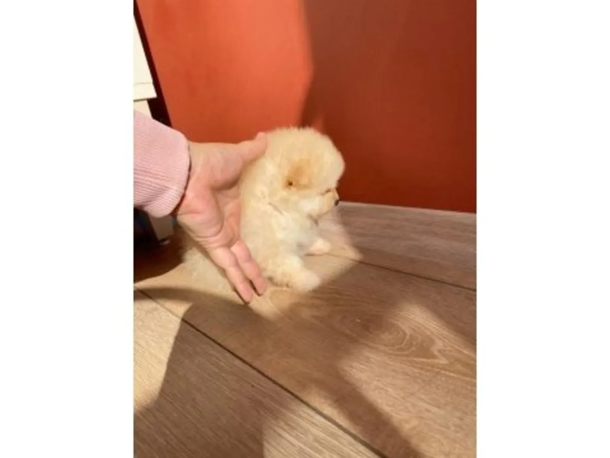 Jeune Pomeranian blanc élevé à la maison