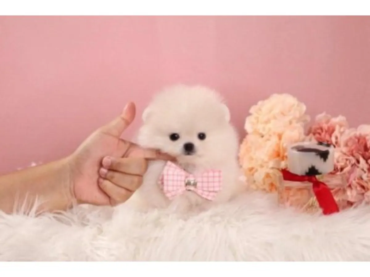 Взрослый белый померанский шпиц ищет новый дом.