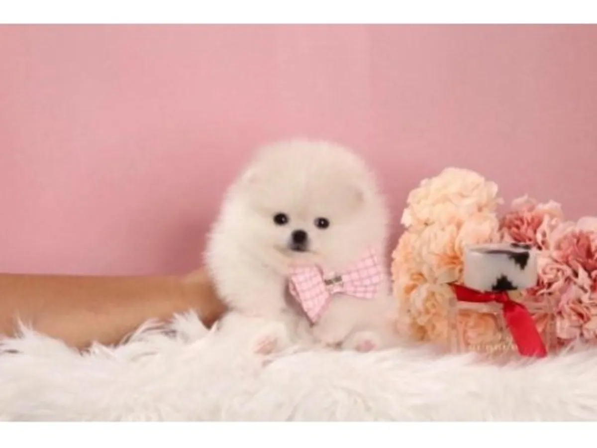 Взрослый белый померанский шпиц ищет новый дом.