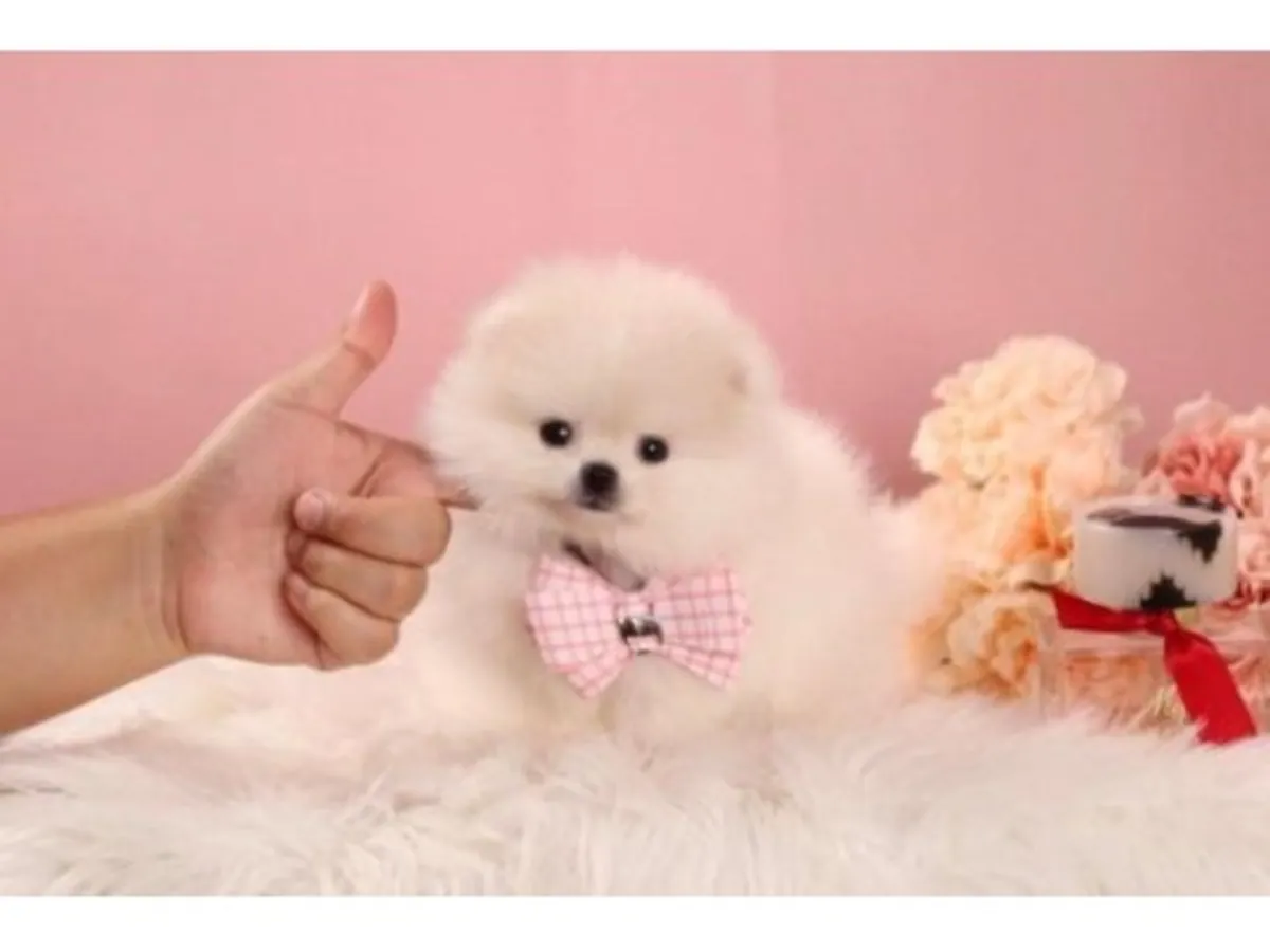 Взрослый белый померанский шпиц ищет новый дом.