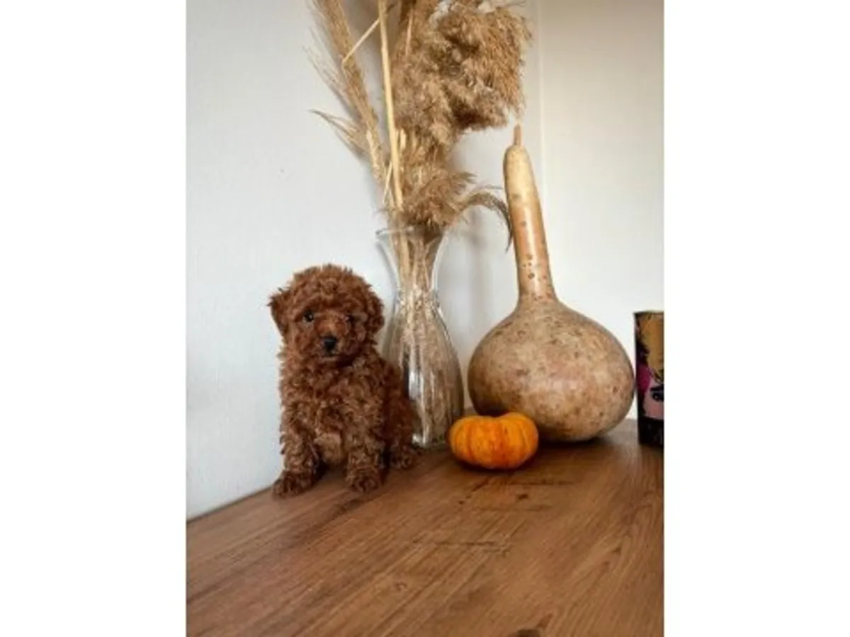 уравновешенный кобель коричневого пуделя