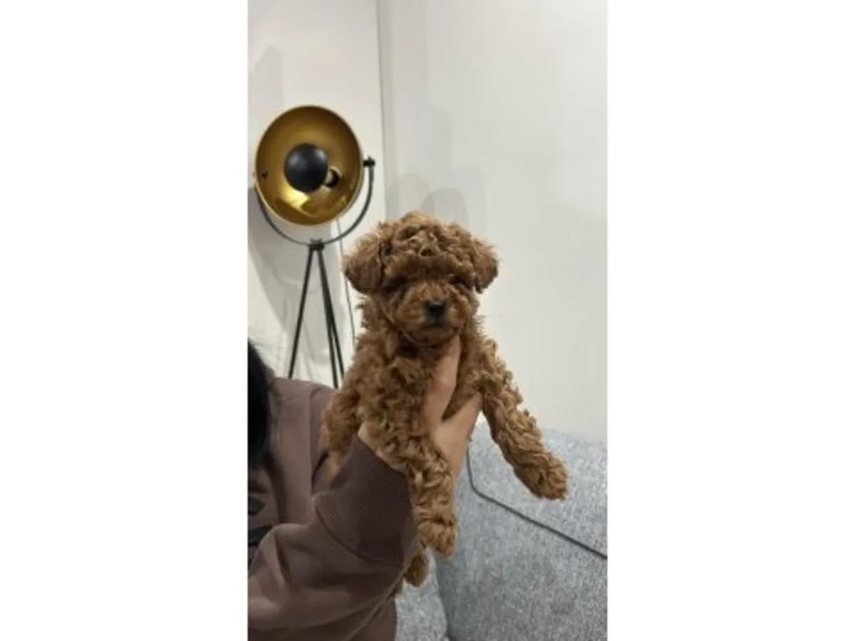 уравновешенный кобель коричневого пуделя