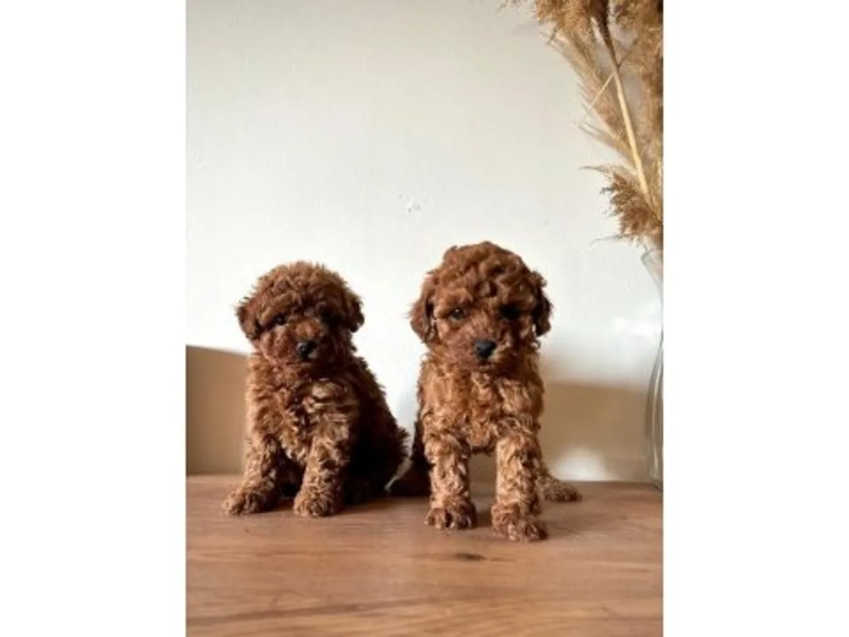 уравновешенный кобель коричневого пуделя