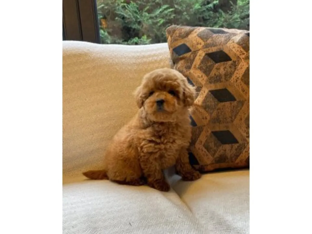 Предлагается к усыновлению самка коричневого пуделя.