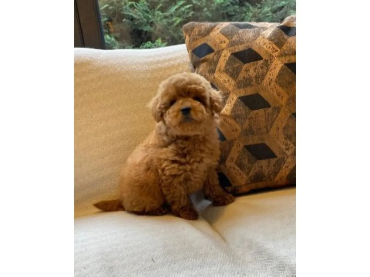 Предлагается к усыновлению самка коричневого пуделя.