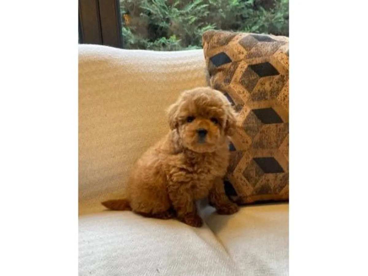 Предлагается к усыновлению самка коричневого пуделя.